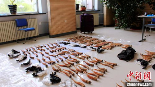 黑龍江破獲特大由俄入境珍貴動(dòng)物制品走私案 生物制品的生產(chǎn)